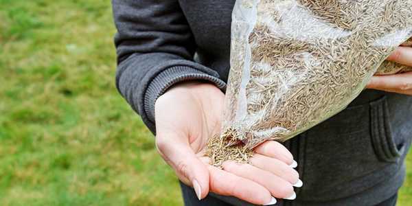 Best Grass Seeds For Overseeding