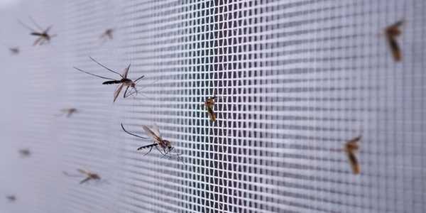 How To Get Rid Of Mosquitoes Inside The House Naturally